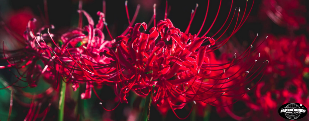 Lycoris radiata : histoire et signification de la fleur japonaise Higanbana